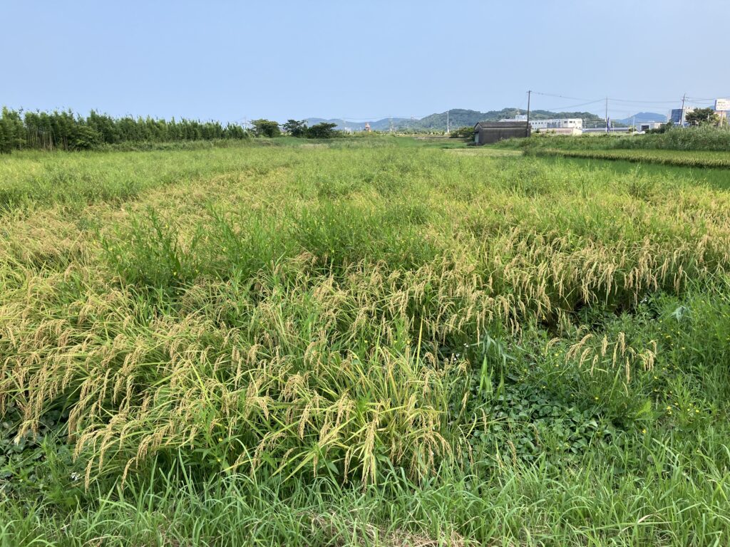 水田の雑草