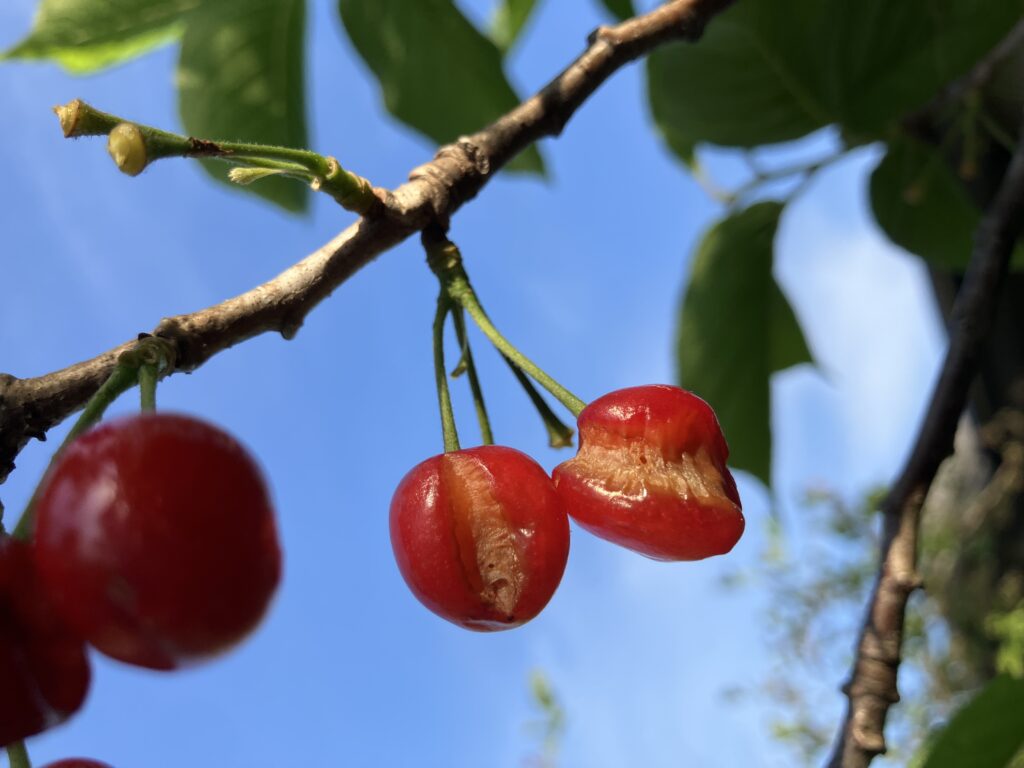 暖地さくらんぼ、暖地桜桃、カメムシ被害