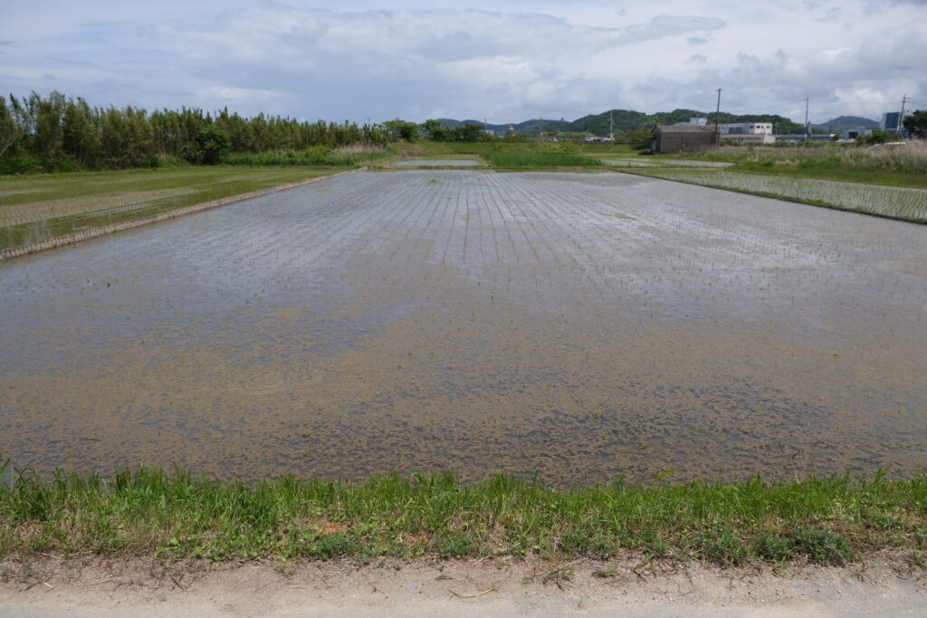 稲作初心者、水田に藻が発生、水田の藻対策