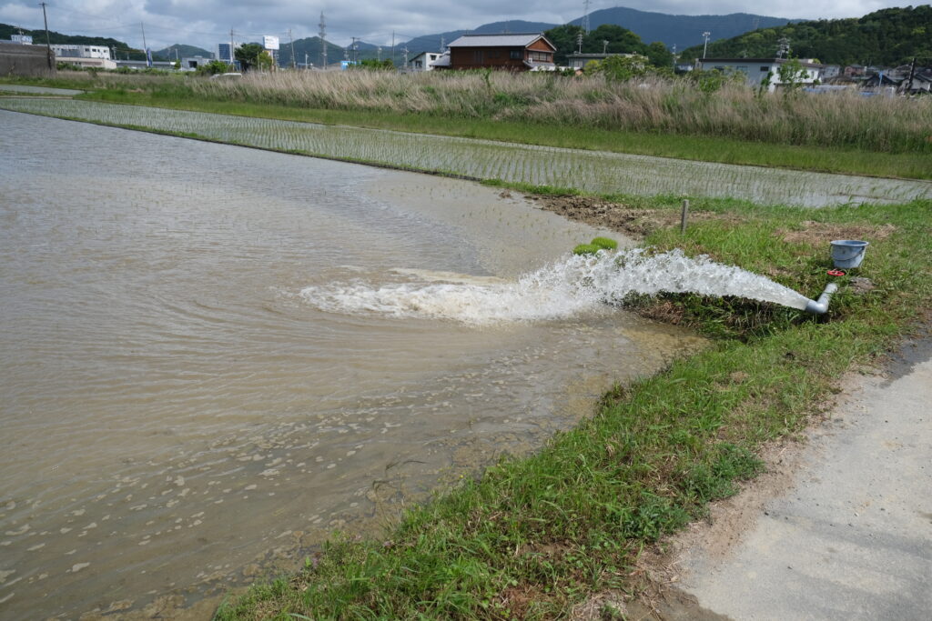 稲作初心者、水田に藻が発生、水田の藻対策