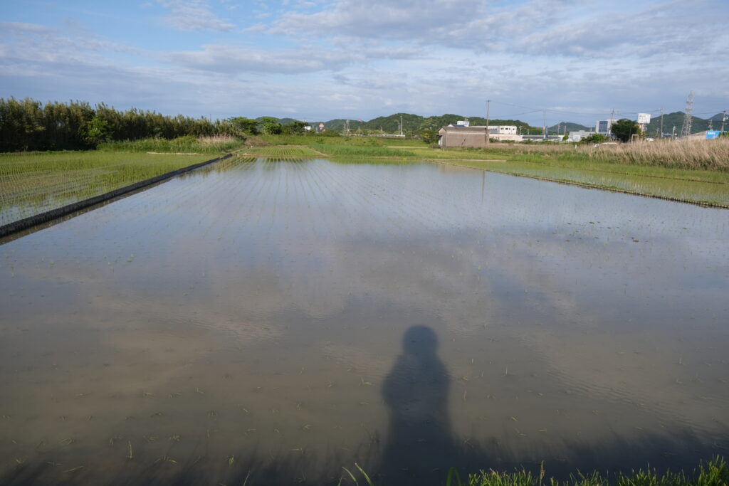 稲作初心者、水田に藻が発生、水田の藻対策