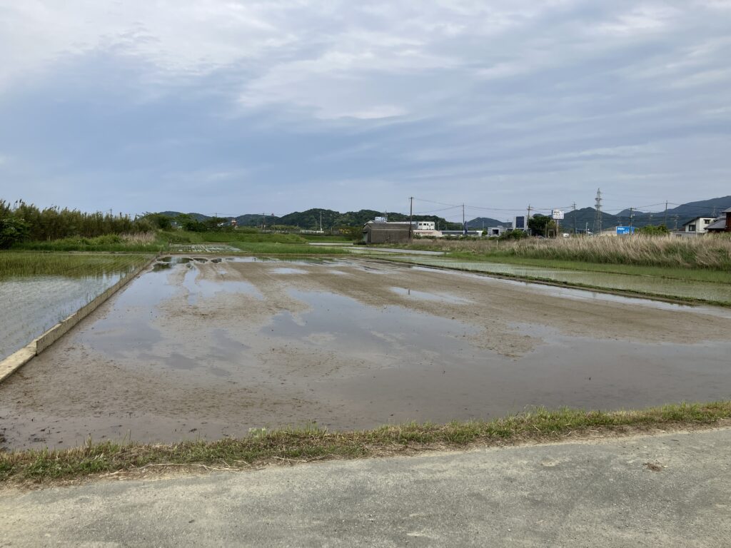 代掻き、稲作初心者