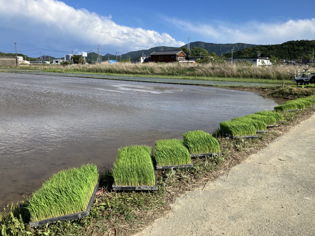 田植え、稲作初心者