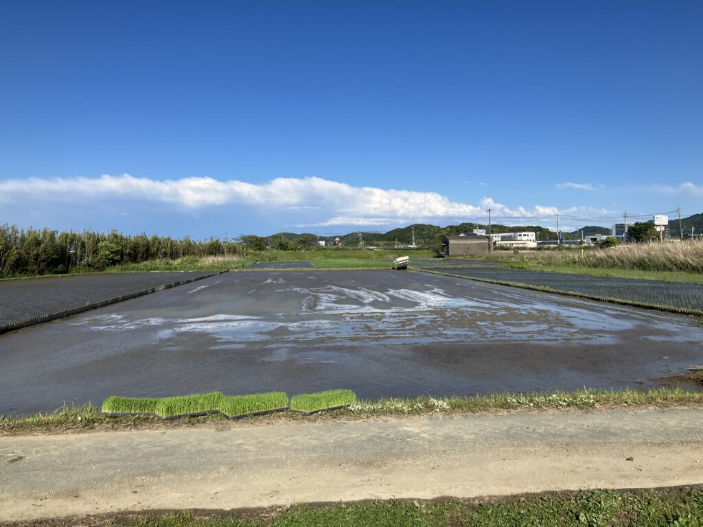 田植え、稲作初心者