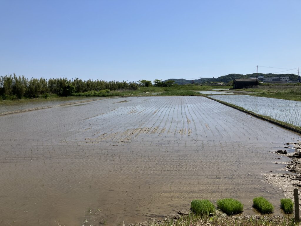 田植え、稲作初心者、さし苗