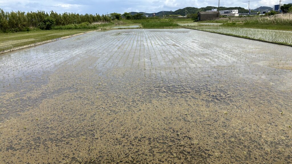 稲作初心者、水田に藻が発生、水田の藻対策