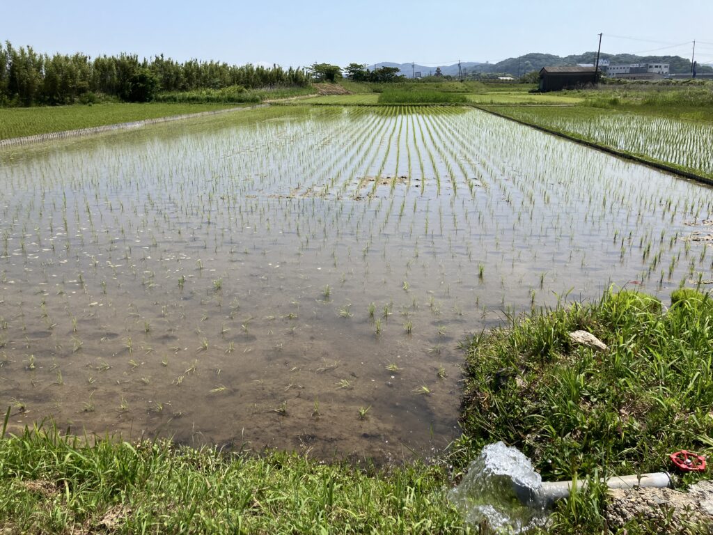 稲作初心者、初期除草剤ジャンボ