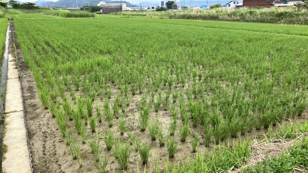 稲作初心者、雑草対策、中干し時期