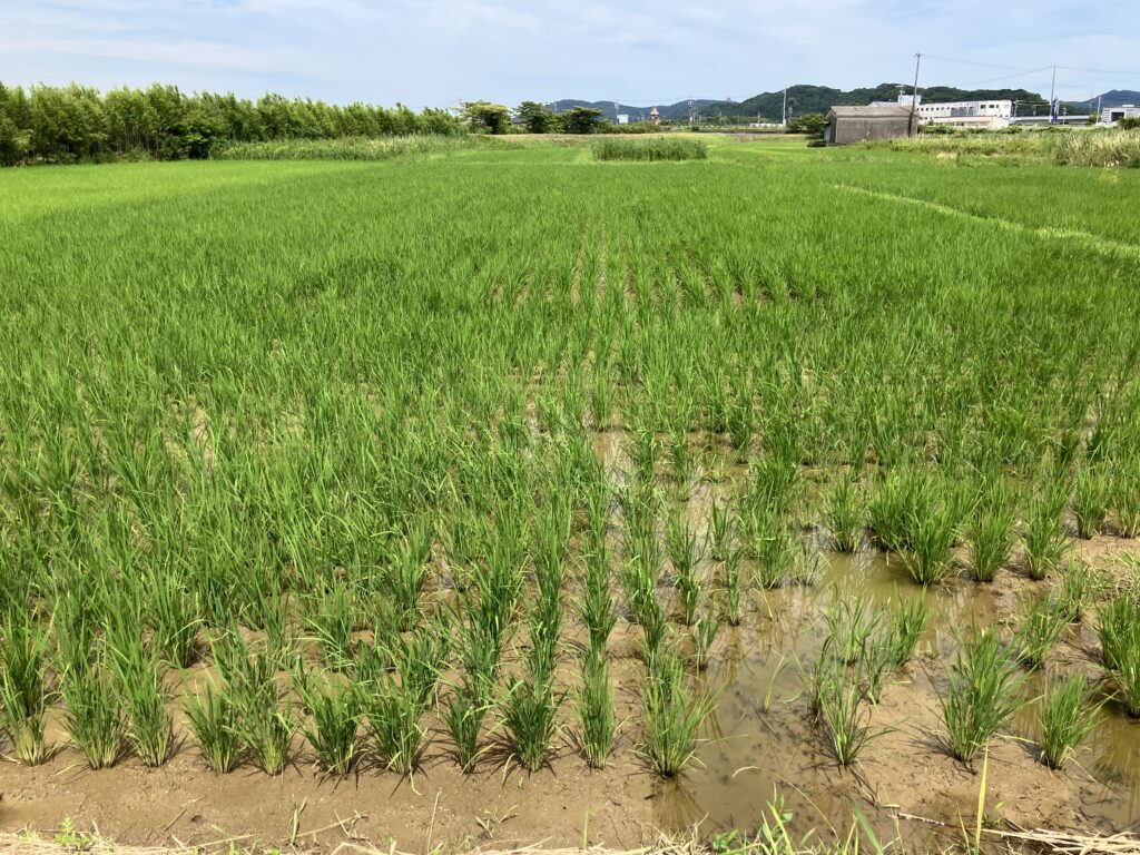 稲作初心者、雑草対策、中干し時期