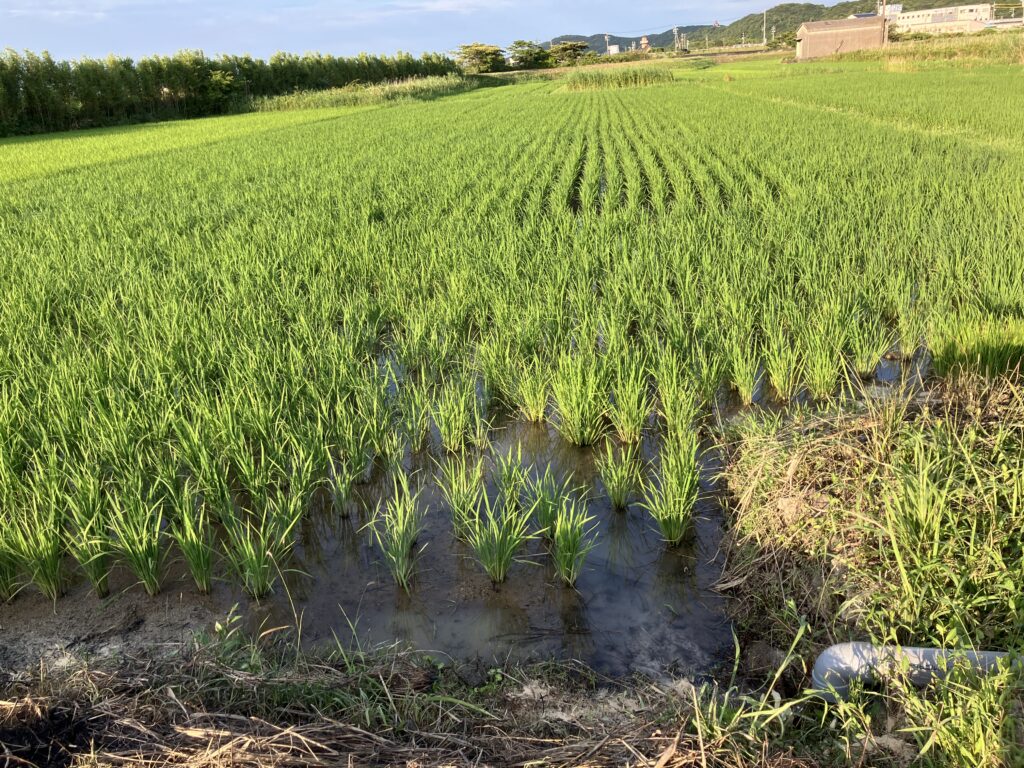 稲作初心者、雑草対策、中干し時期