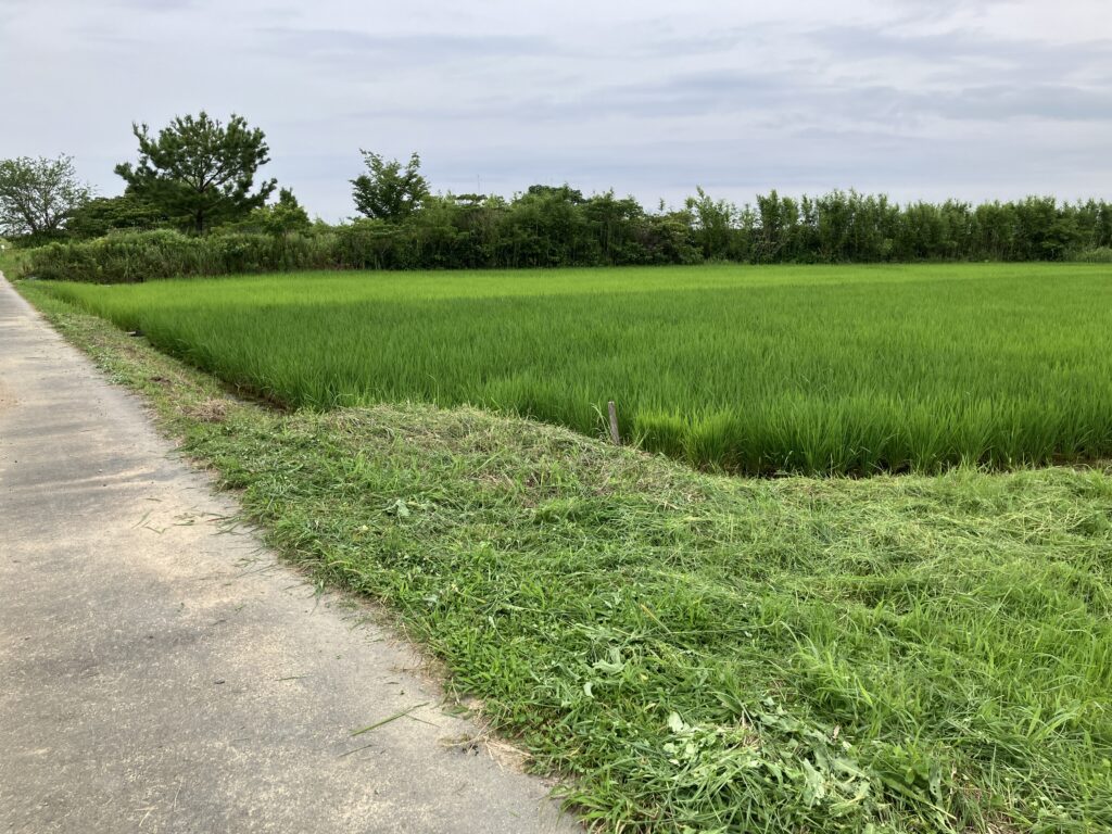 稲作初心者、雑草対策