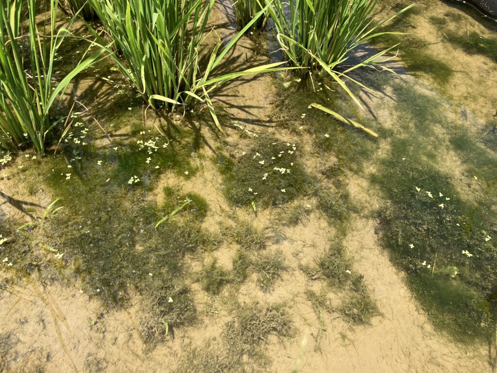 水田除草、アオミドロ