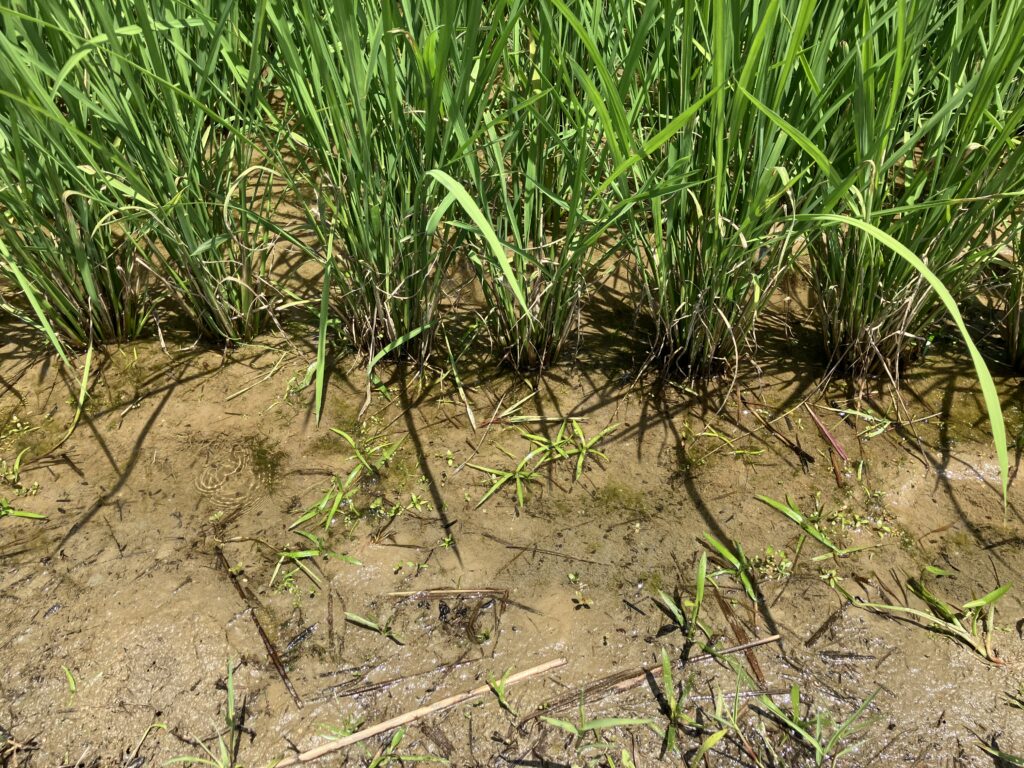 水田除草、ノビエ