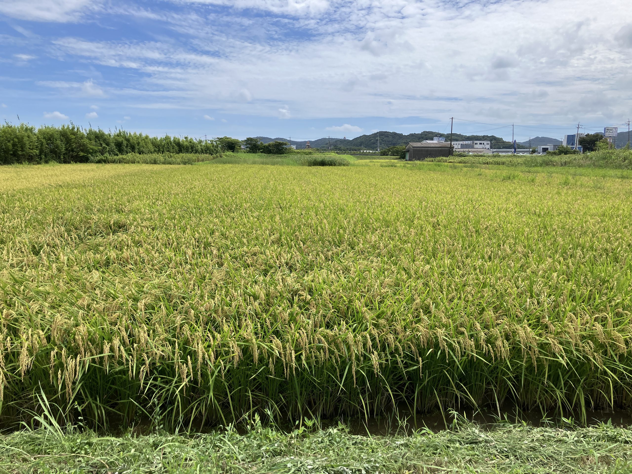 コメ農家の撤退、過去最多ペース　１～８月の倒産・廃業３２件